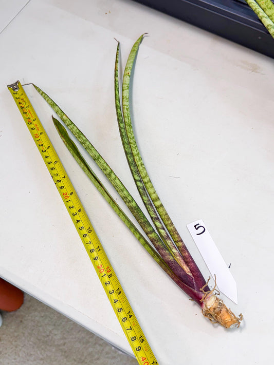 Sansevieria LilGaffel (ro) (5) | Rare -For Advanced Grower