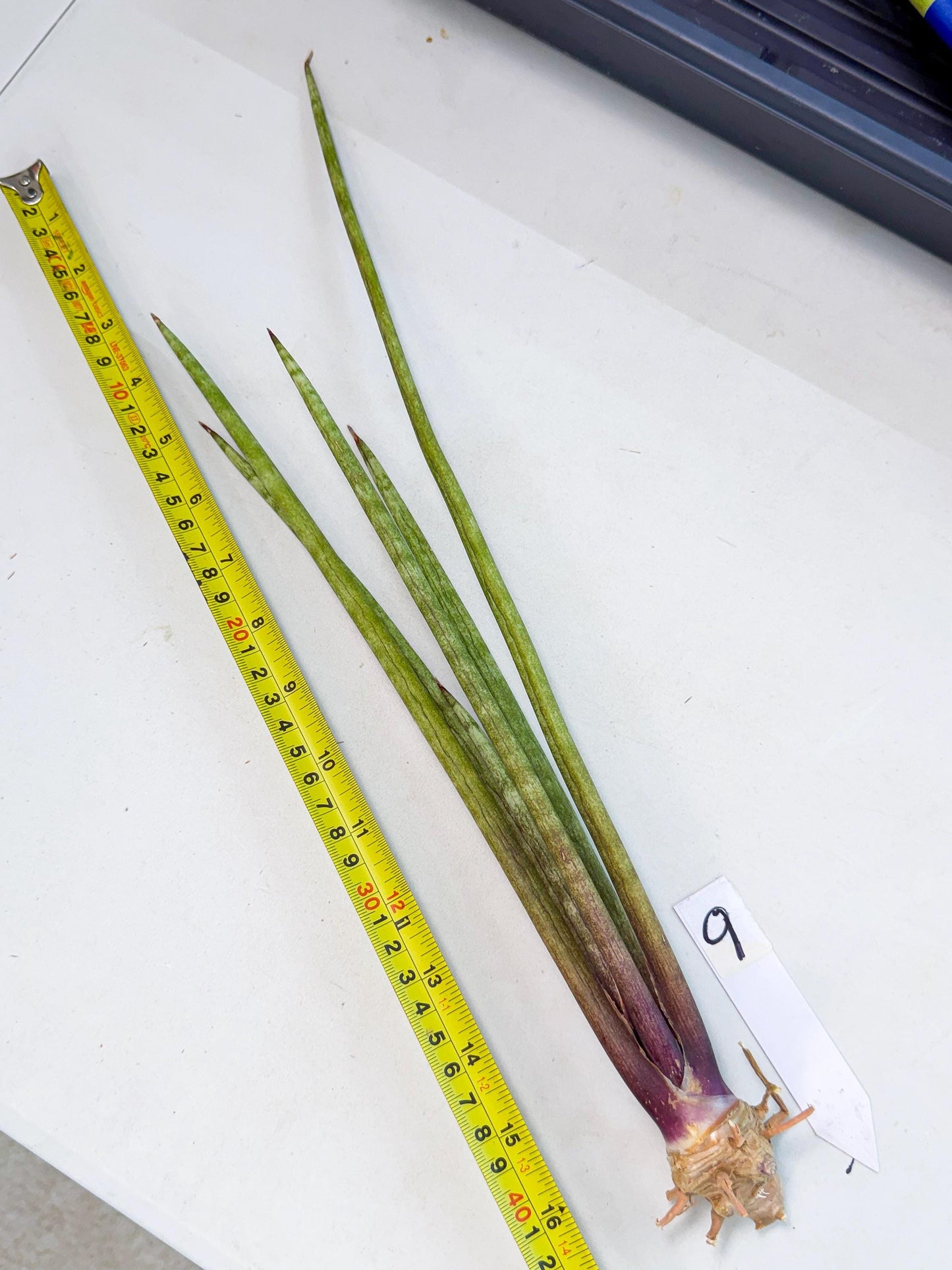 Sansevieria GaffelTvil (ro) (9) | Rare -For Advanced Grower