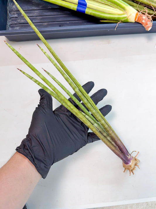 Sansevieria GaffelTvil (ro) (9) | Rare -For Advanced Grower
