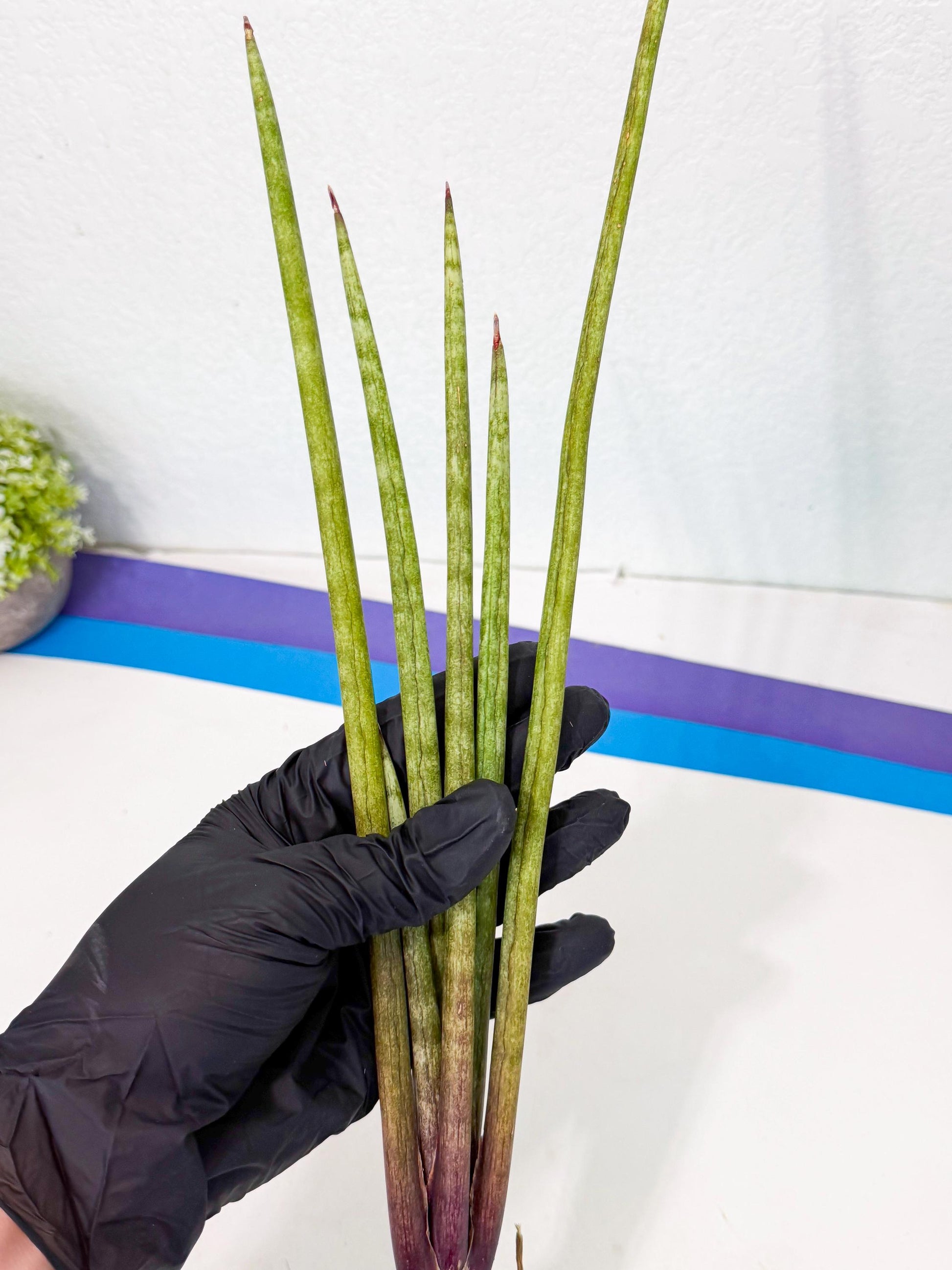 Sansevieria GaffelTvil (ro) (9) | Rare -For Advanced Grower