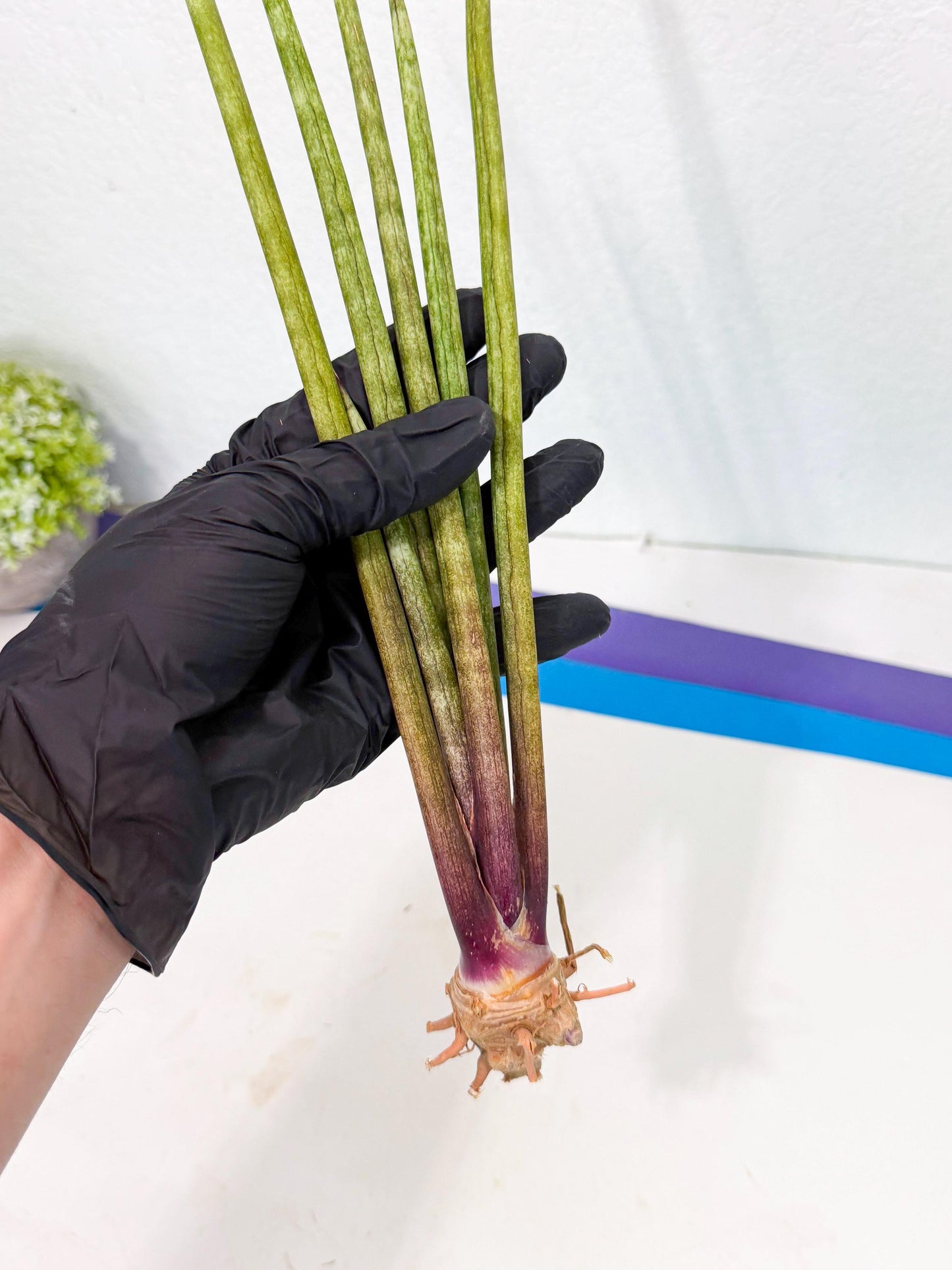 Sansevieria GaffelTvil (ro) (9) | Rare -For Advanced Grower