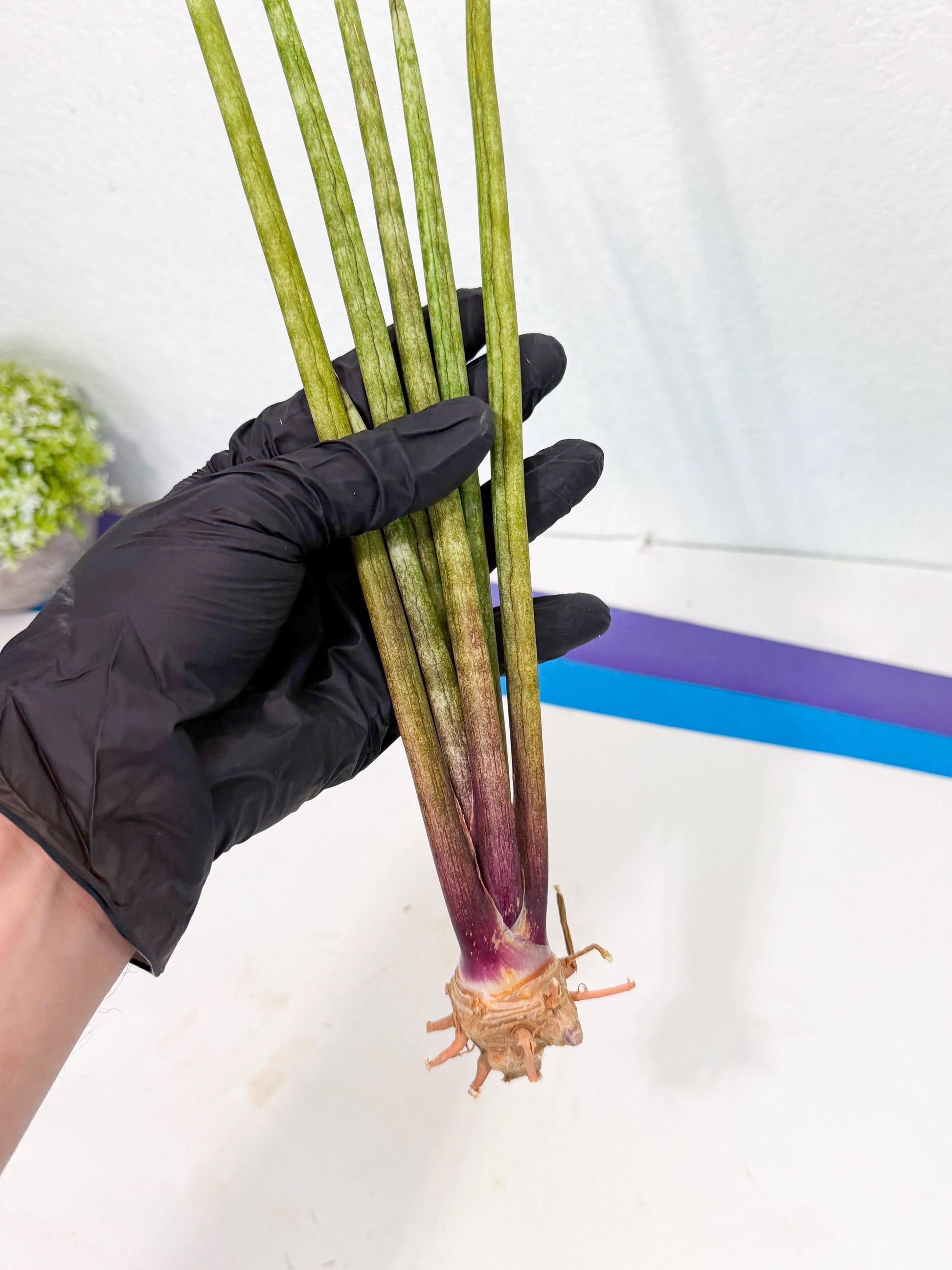 Sansevieria GaffelTvil (ro) (9) | Rare -For Advanced Grower