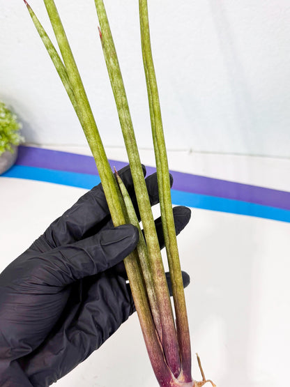 Sansevieria GaffelTvil (ro) (9) | Rare -For Advanced Grower