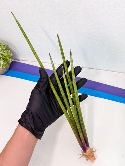 Sansevieria GaffelTvil (ro) (9) | Rare -For Advanced Grower