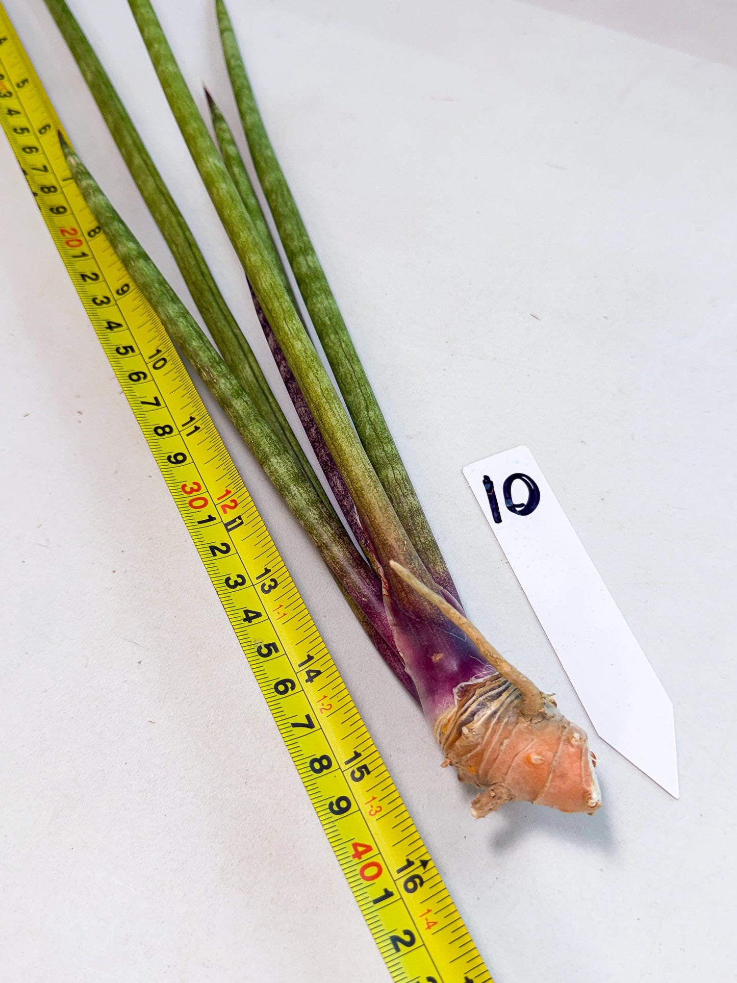 Sansevieria GaffelTvil (ro) (10) | Rare -For Advanced Grower