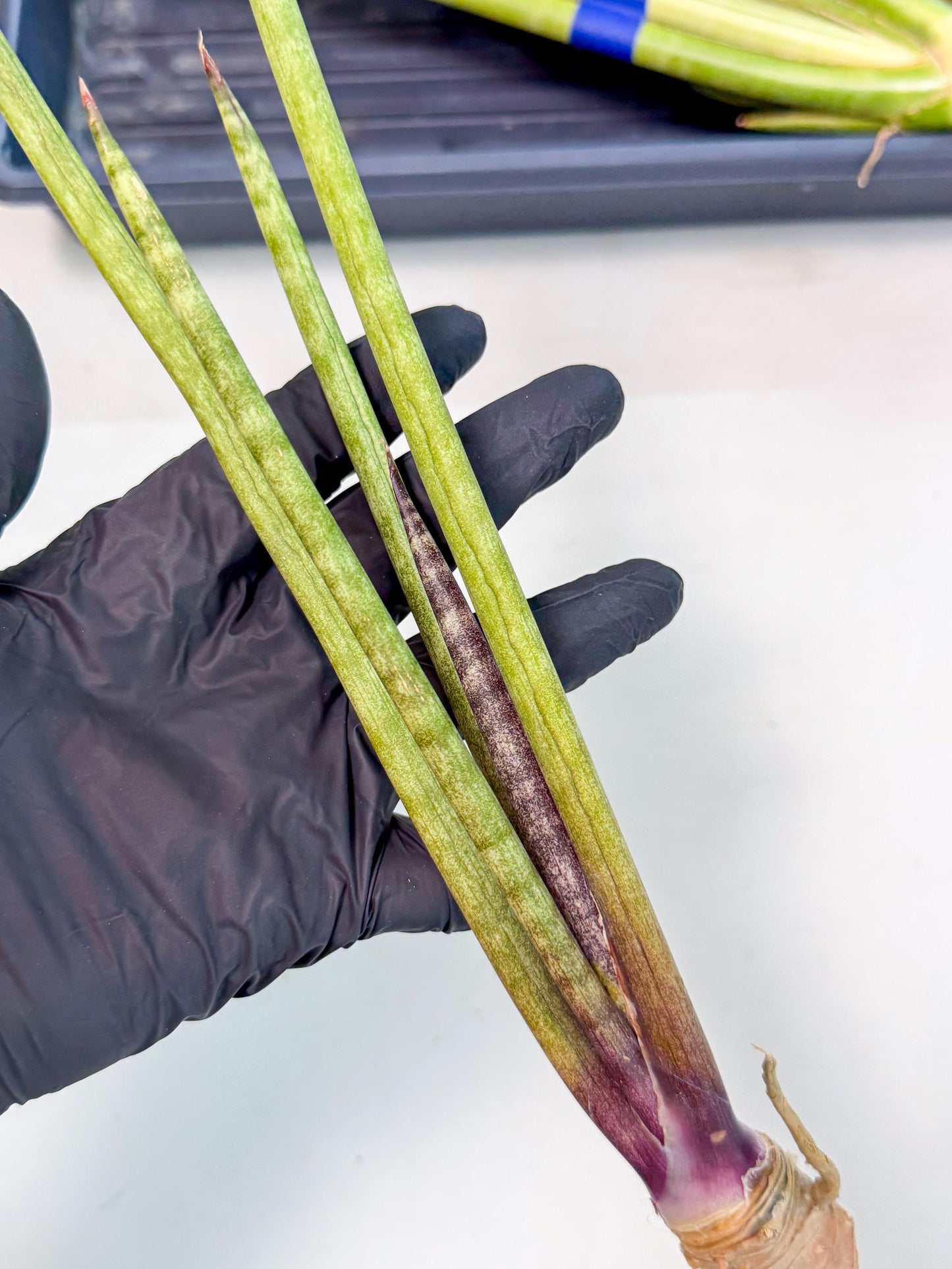 Sansevieria GaffelTvil (ro) (10) | Rare -For Advanced Grower