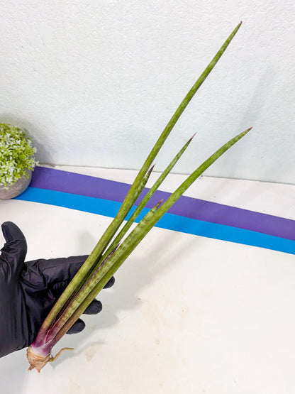 Sansevieria GaffelTvil (ro) (10) | Rare -For Advanced Grower