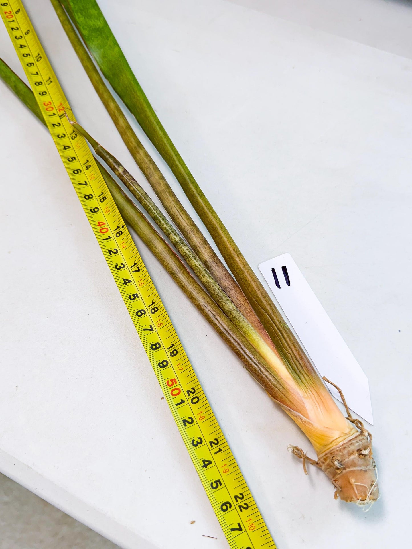 Sansevieria Brokutsara (ro) (11) | Rare -For Advanced Grower