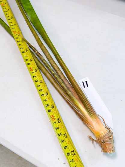 Sansevieria Brokutsara (ro) (11) | Rare -For Advanced Grower