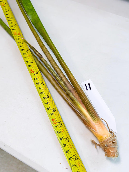 Sansevieria Brokutsara (ro) (11) | Rare -For Advanced Grower