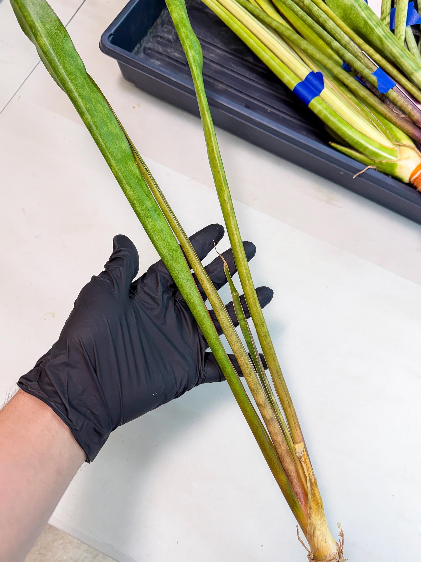 Sansevieria Brokutsara (ro) (11) | Rare -For Advanced Grower