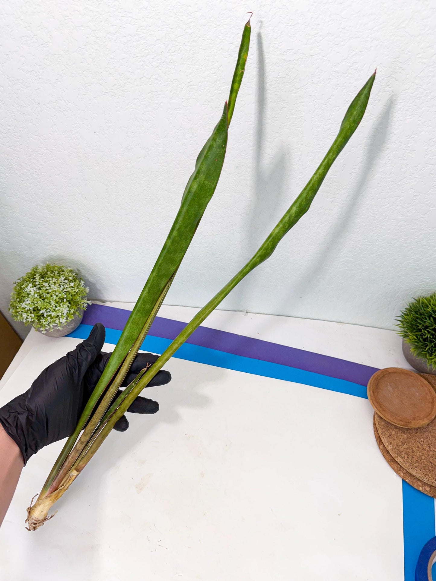 Sansevieria Brokutsara (ro) (11) | Rare -For Advanced Grower