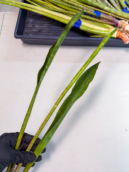 Sansevieria Brokutsara (ro) (11) | Rare -For Advanced Grower