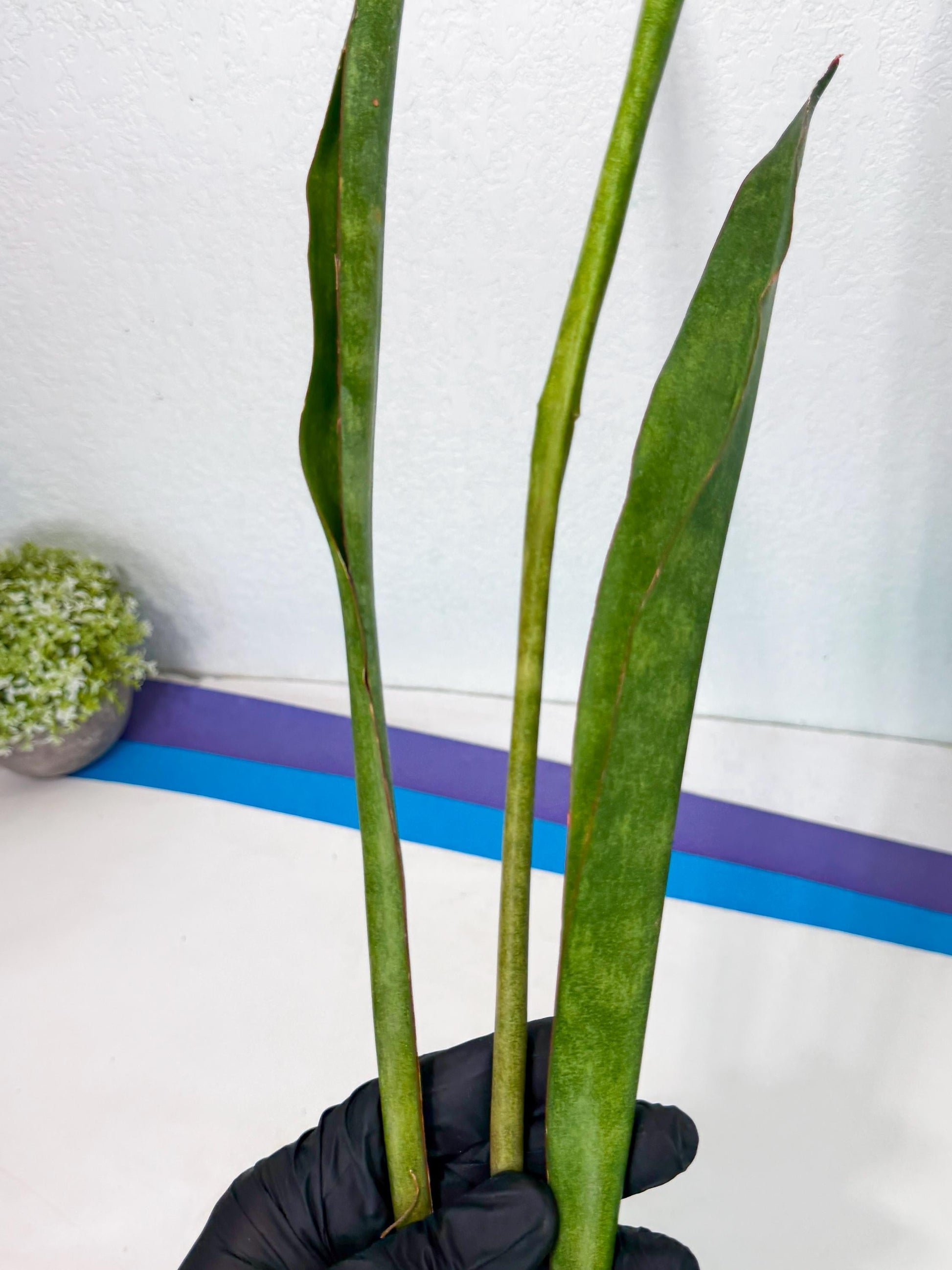 Sansevieria Brokutsara (ro) (11) | Rare -For Advanced Grower