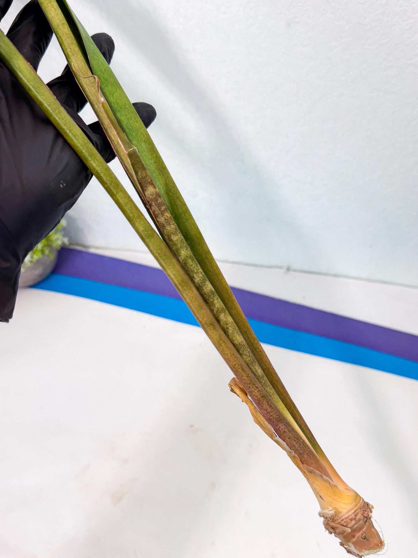 Sansevieria Brokutsara (ro) (11) | Rare -For Advanced Grower
