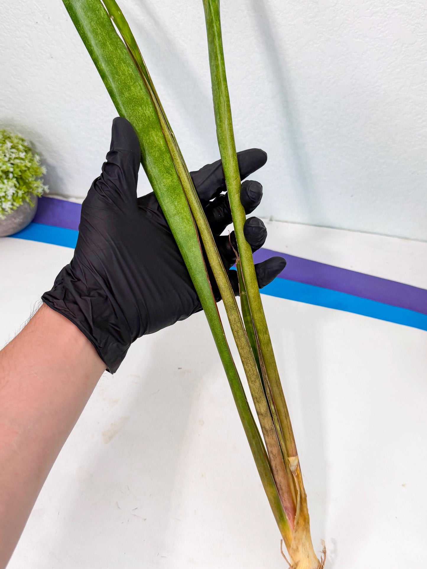 Sansevieria Brokutsara (ro) (11) | Rare -For Advanced Grower