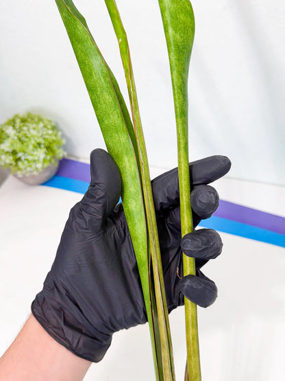 Sansevieria Brokutsara (ro) (11) | Rare -For Advanced Grower