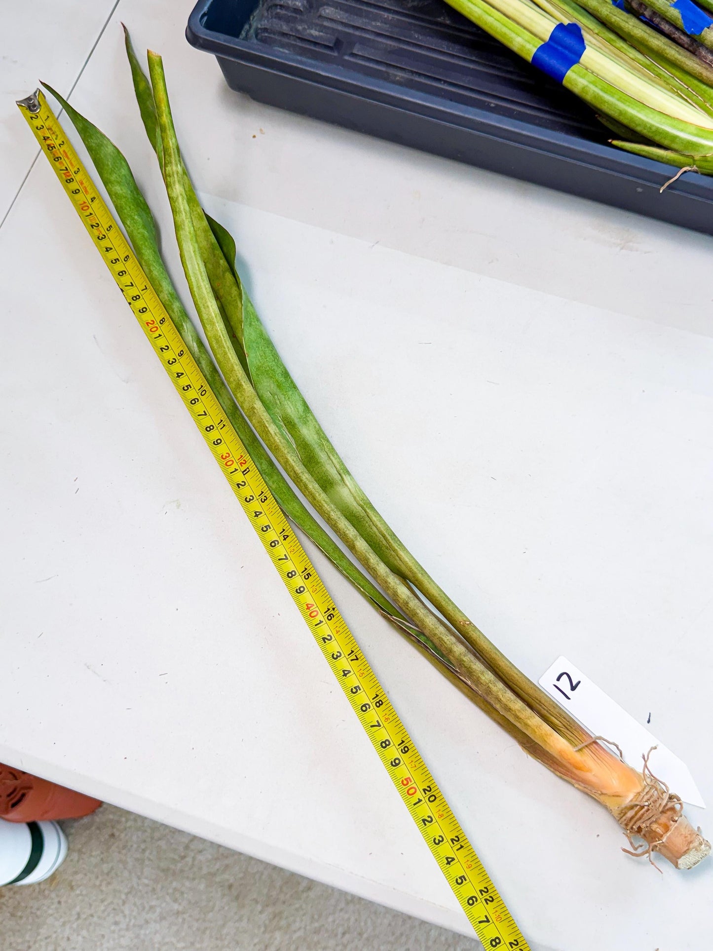 Sansevieria Brokutsara (ro) (12) | Rare -For Advanced Grower