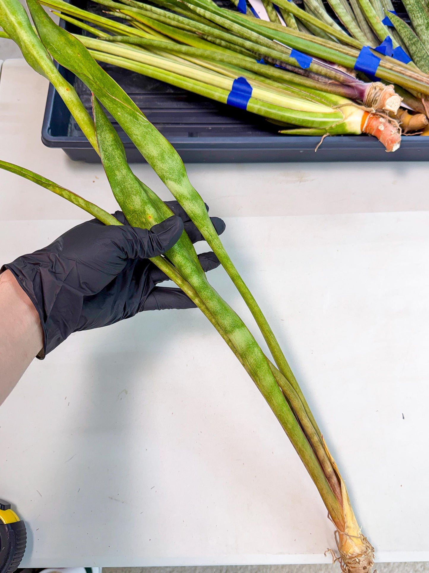 Sansevieria Brokutsara (ro) (12) | Rare -For Advanced Grower