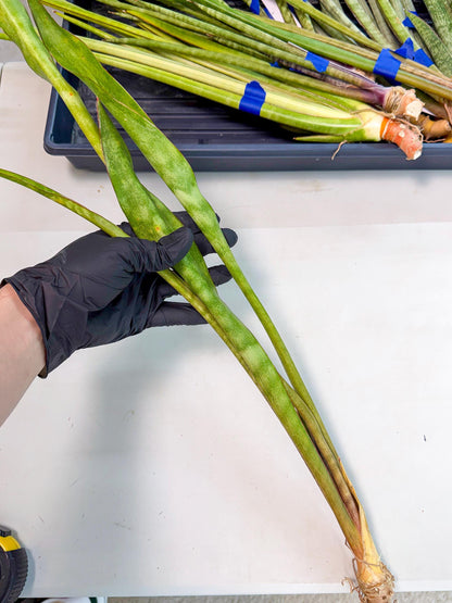 Sansevieria Brokutsara (ro) (12) | Rare -For Advanced Grower