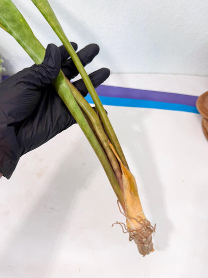 Sansevieria Brokutsara (ro) (12) | Rare -For Advanced Grower