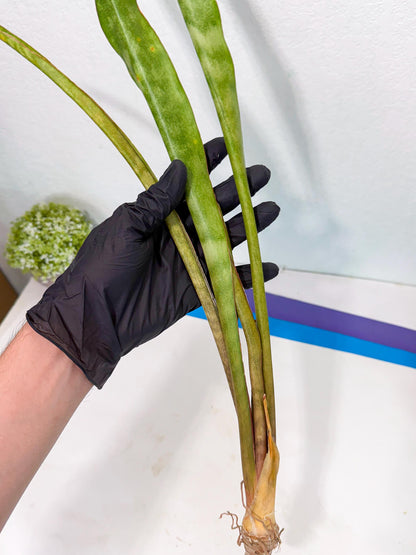 Sansevieria Brokutsara (ro) (12) | Rare -For Advanced Grower