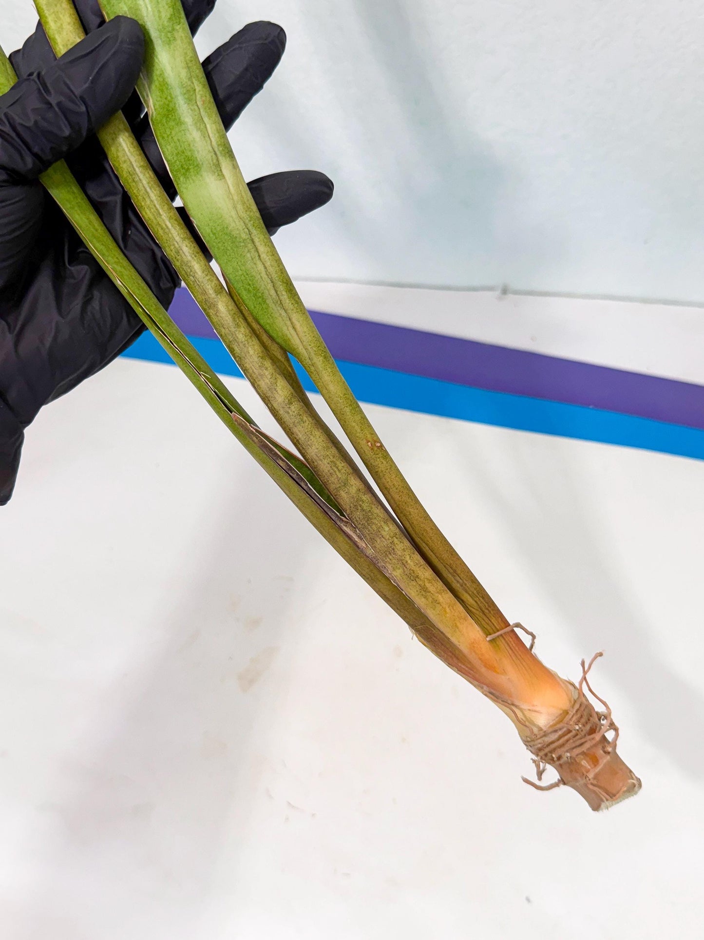 Sansevieria Brokutsara (ro) (12) | Rare -For Advanced Grower