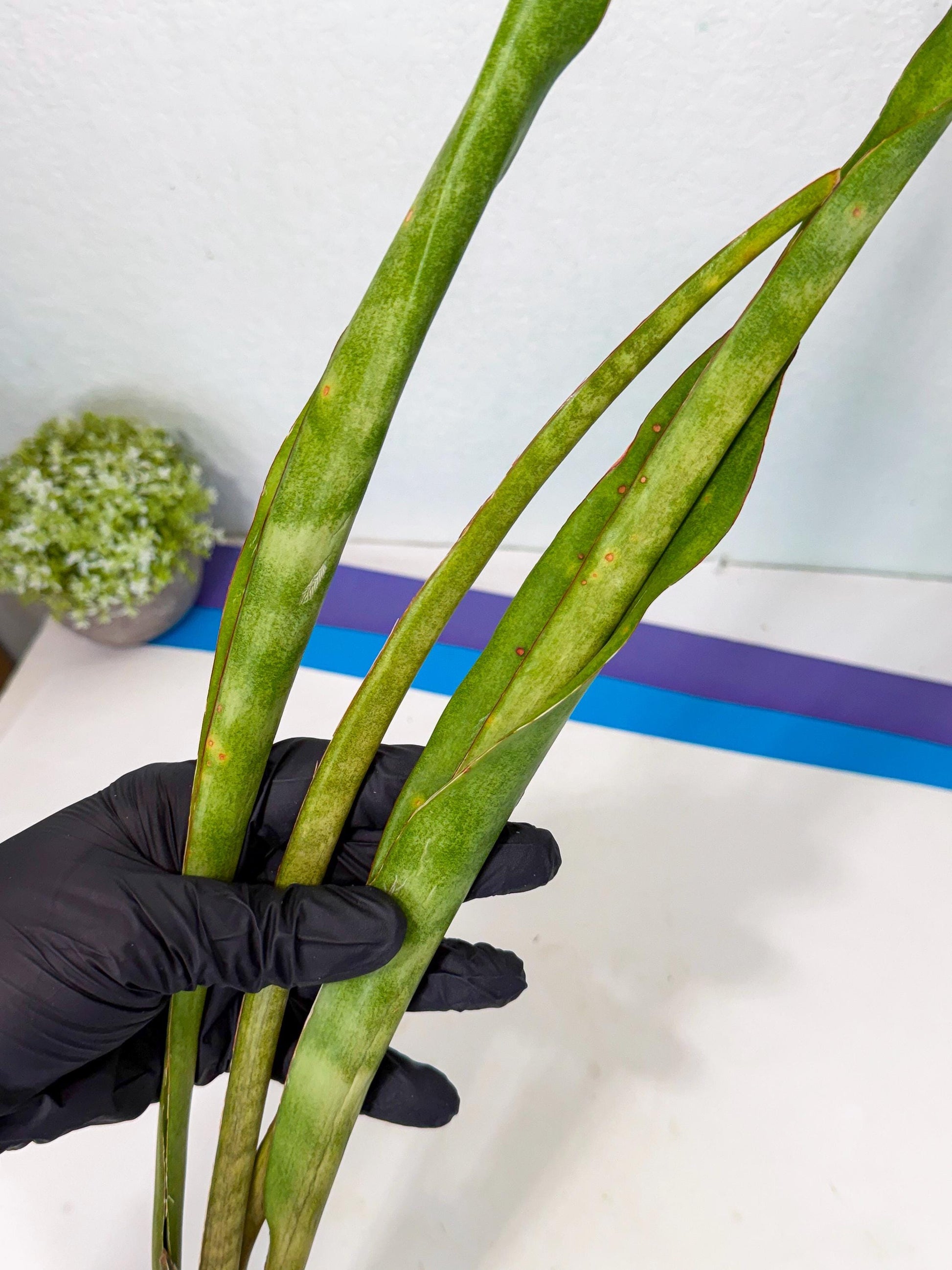 Sansevieria Brokutsara (ro) (12) | Rare -For Advanced Grower
