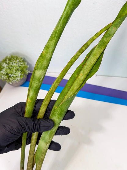 Sansevieria Brokutsara (ro) (12) | Rare -For Advanced Grower