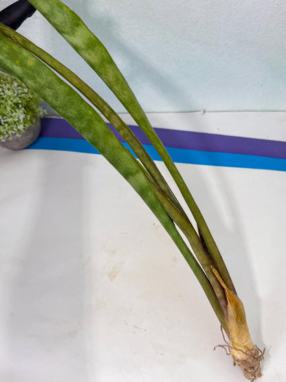 Sansevieria Brokutsara (ro) (12) | Rare -For Advanced Grower