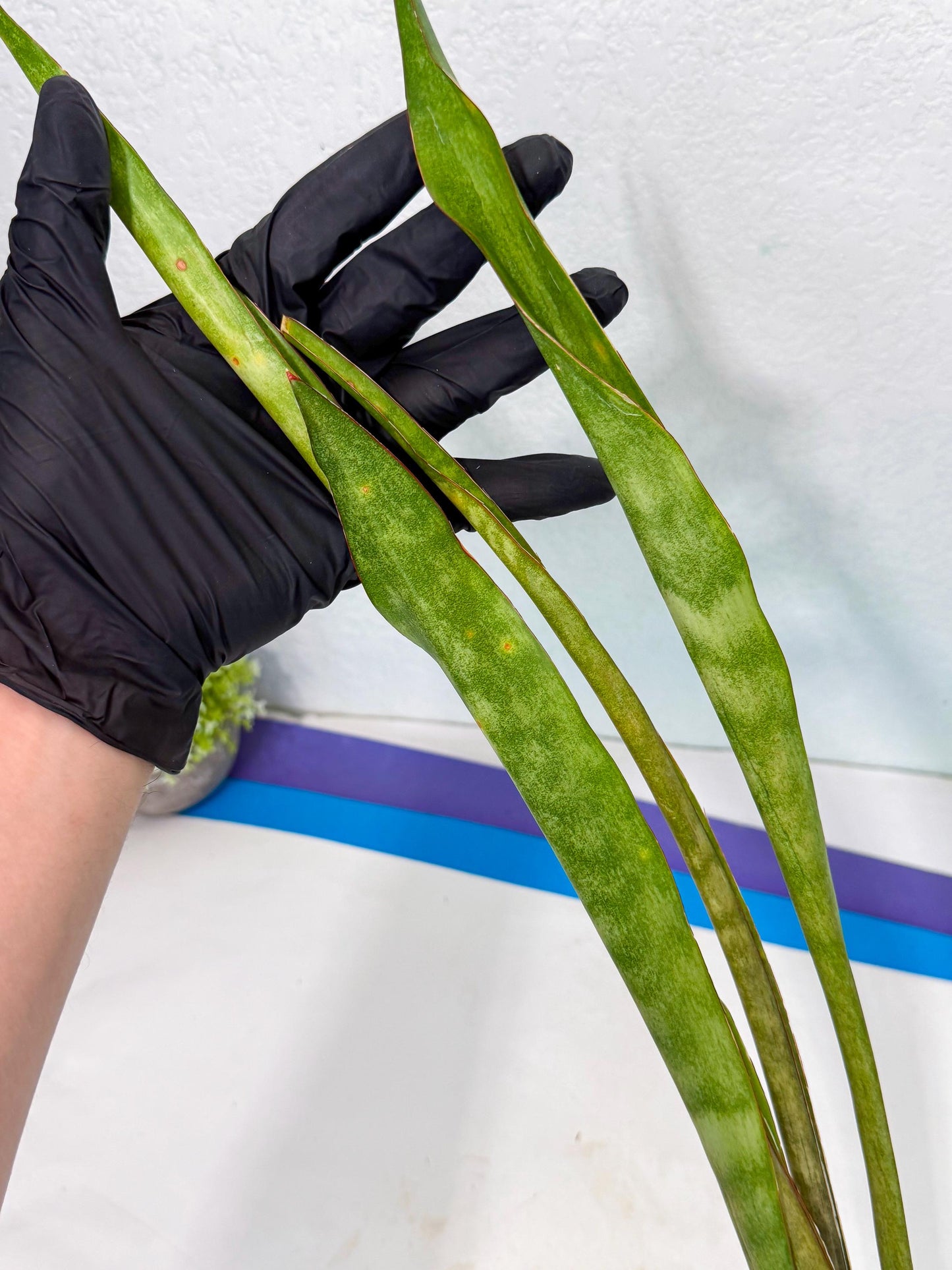 Sansevieria Brokutsara (ro) (12) | Rare -For Advanced Grower