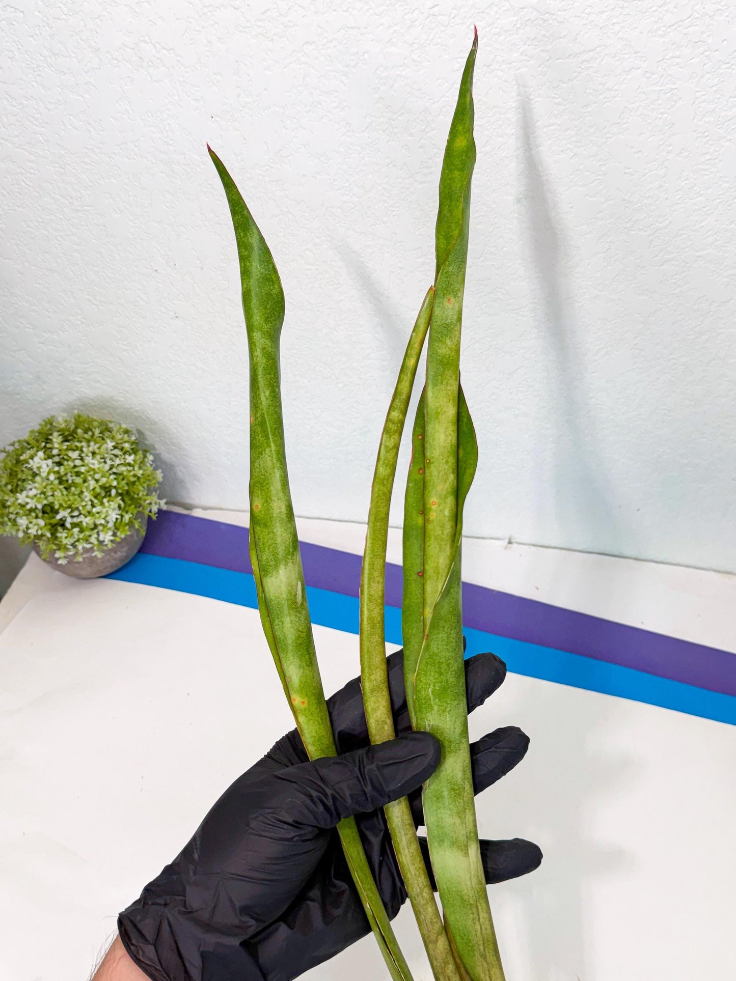 Sansevieria Brokutsara (ro) (12) | Rare -For Advanced Grower