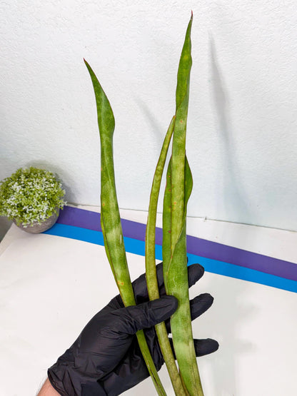 Sansevieria Brokutsara (ro) (12) | Rare -For Advanced Grower