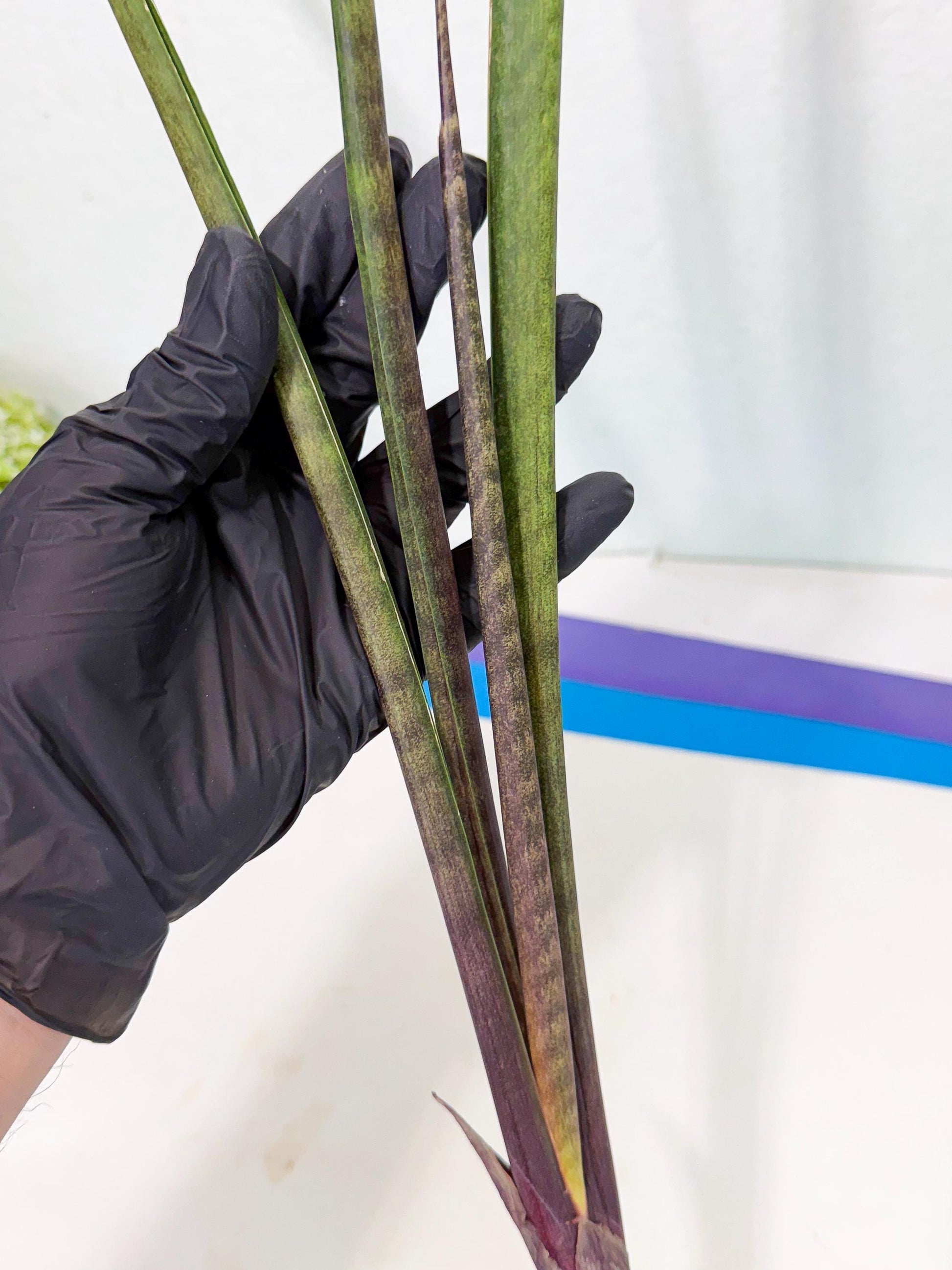 Sansevieria Lilasaru (ro) (13) | Rare -For Advanced Grower