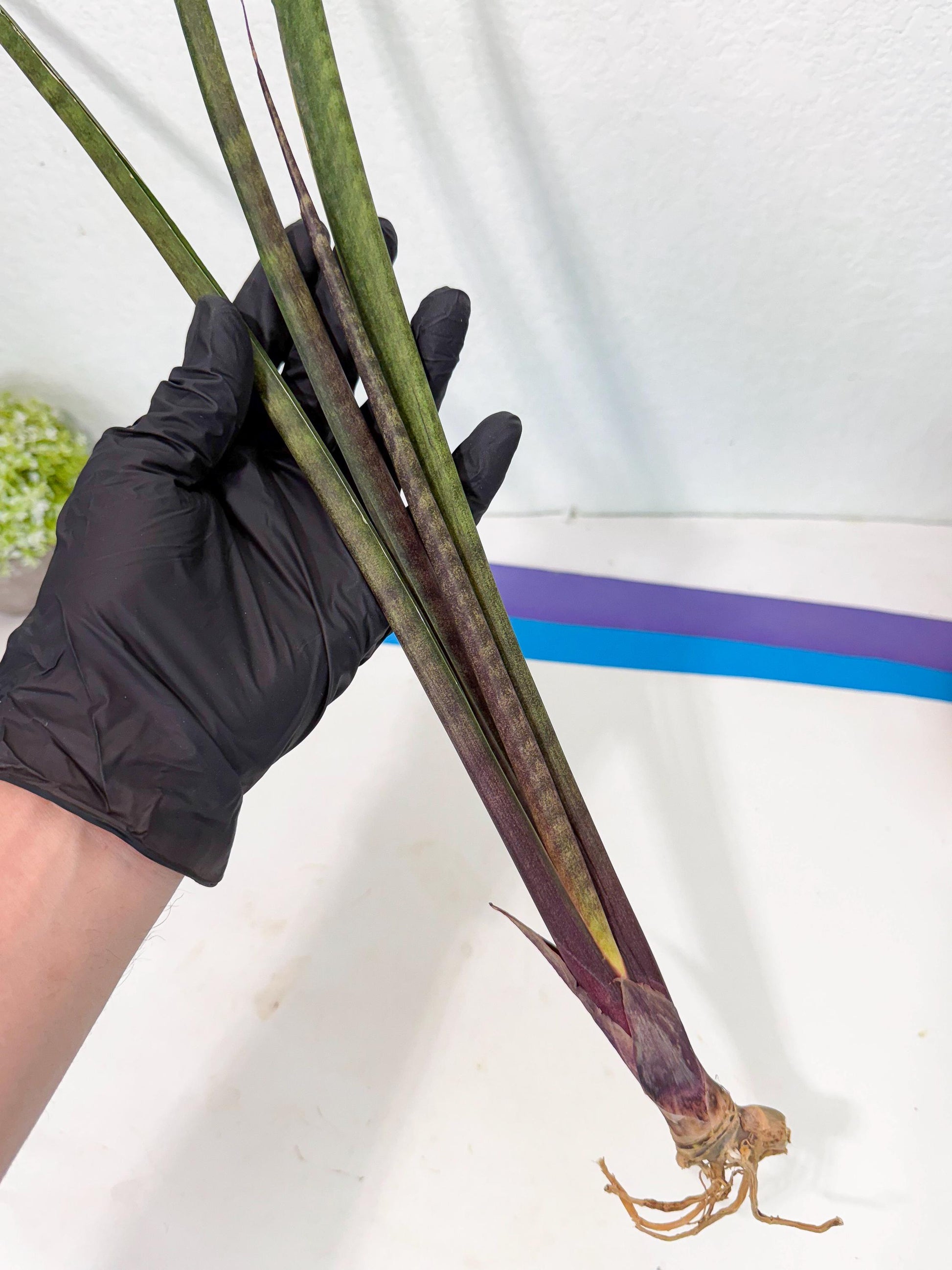 Sansevieria Lilasaru (ro) (13) | Rare -For Advanced Grower