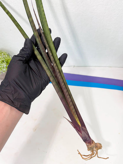 Sansevieria Lilasaru (ro) (13) | Rare -For Advanced Grower