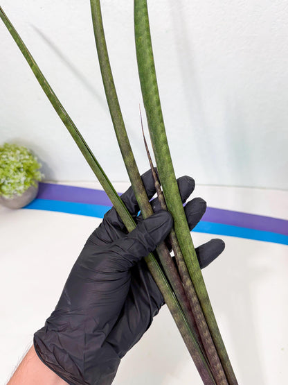Sansevieria Lilasaru (ro) (13) | Rare -For Advanced Grower