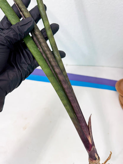 Sansevieria Lilasaru (ro) (13) | Rare -For Advanced Grower