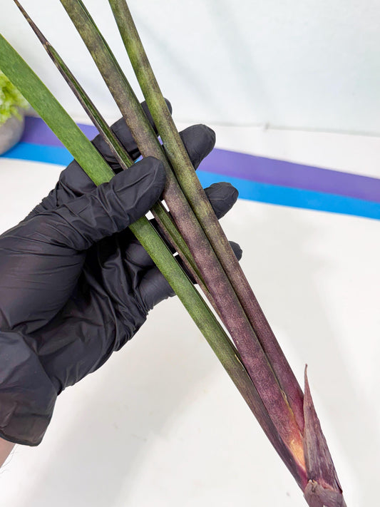 Sansevieria Lilasaru (ro) (13) | Rare -For Advanced Grower