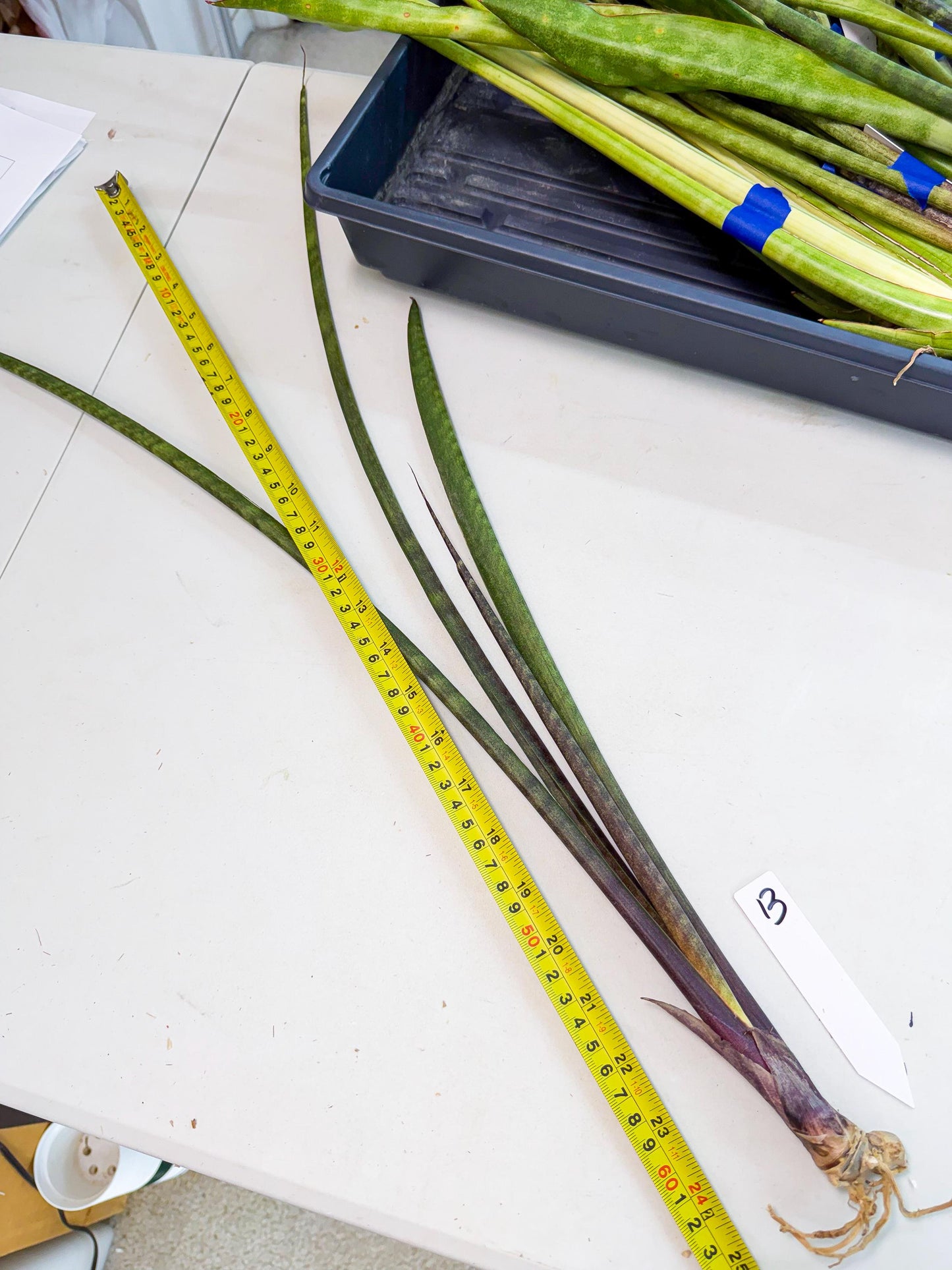 Sansevieria Lilasaru (ro) (13) | Rare -For Advanced Grower