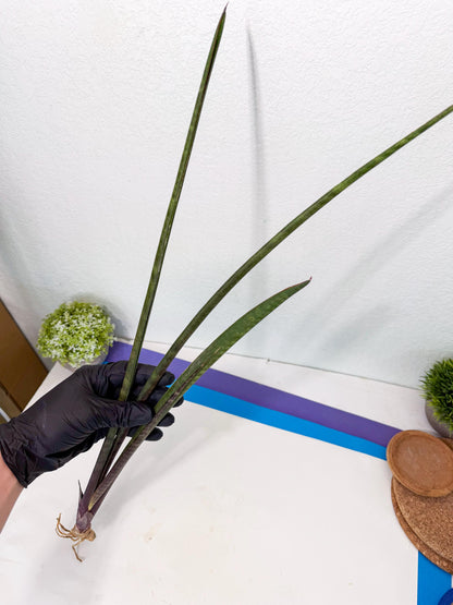 Sansevieria Lilasaru (ro) (13) | Rare -For Advanced Grower