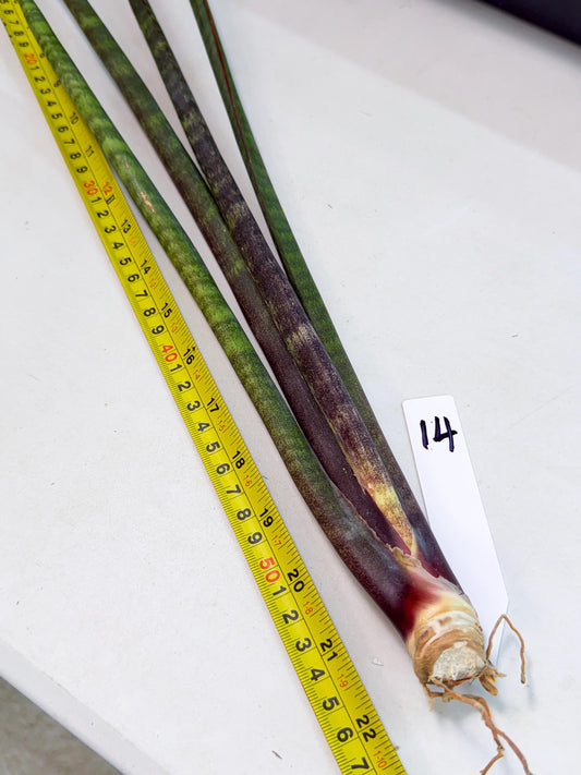 Sansevieria Lilasaru (ro) (14) | Rare -For Advanced Grower