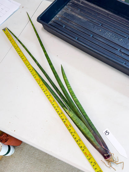 Sansevieria SinginSaru (ro) (15) | Rare -For Advanced Grower