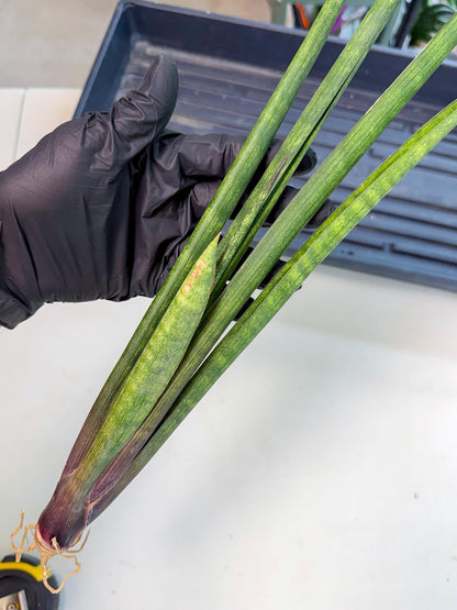 Sansevieria SinginSaru (ro) (15) | Rare -For Advanced Grower