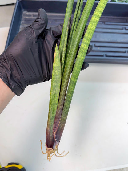 Sansevieria SinginSaru (ro) (15) | Rare -For Advanced Grower