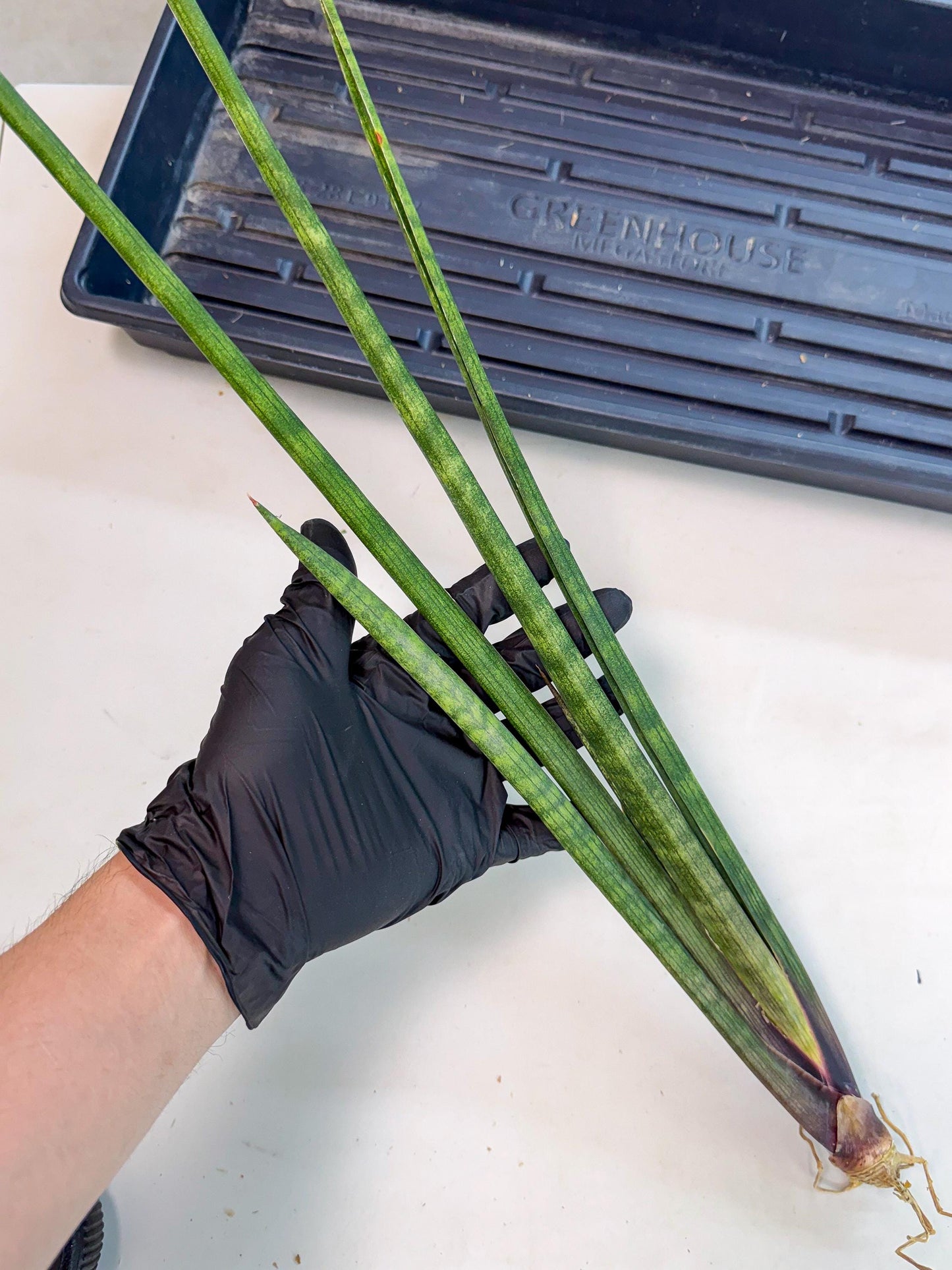Sansevieria SinginSaru (ro) (15) | Rare -For Advanced Grower
