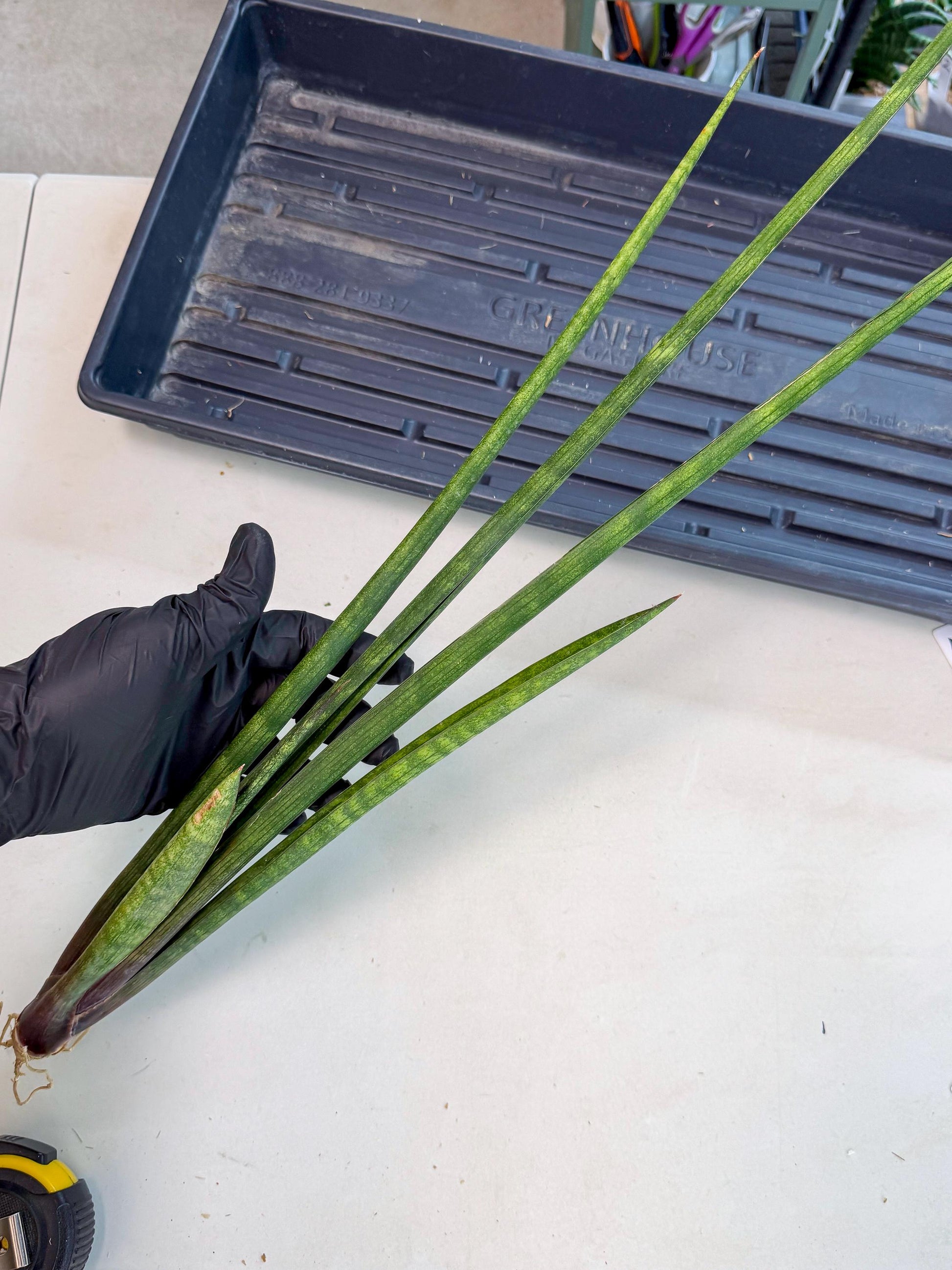 Sansevieria SinginSaru (ro) (15) | Rare -For Advanced Grower