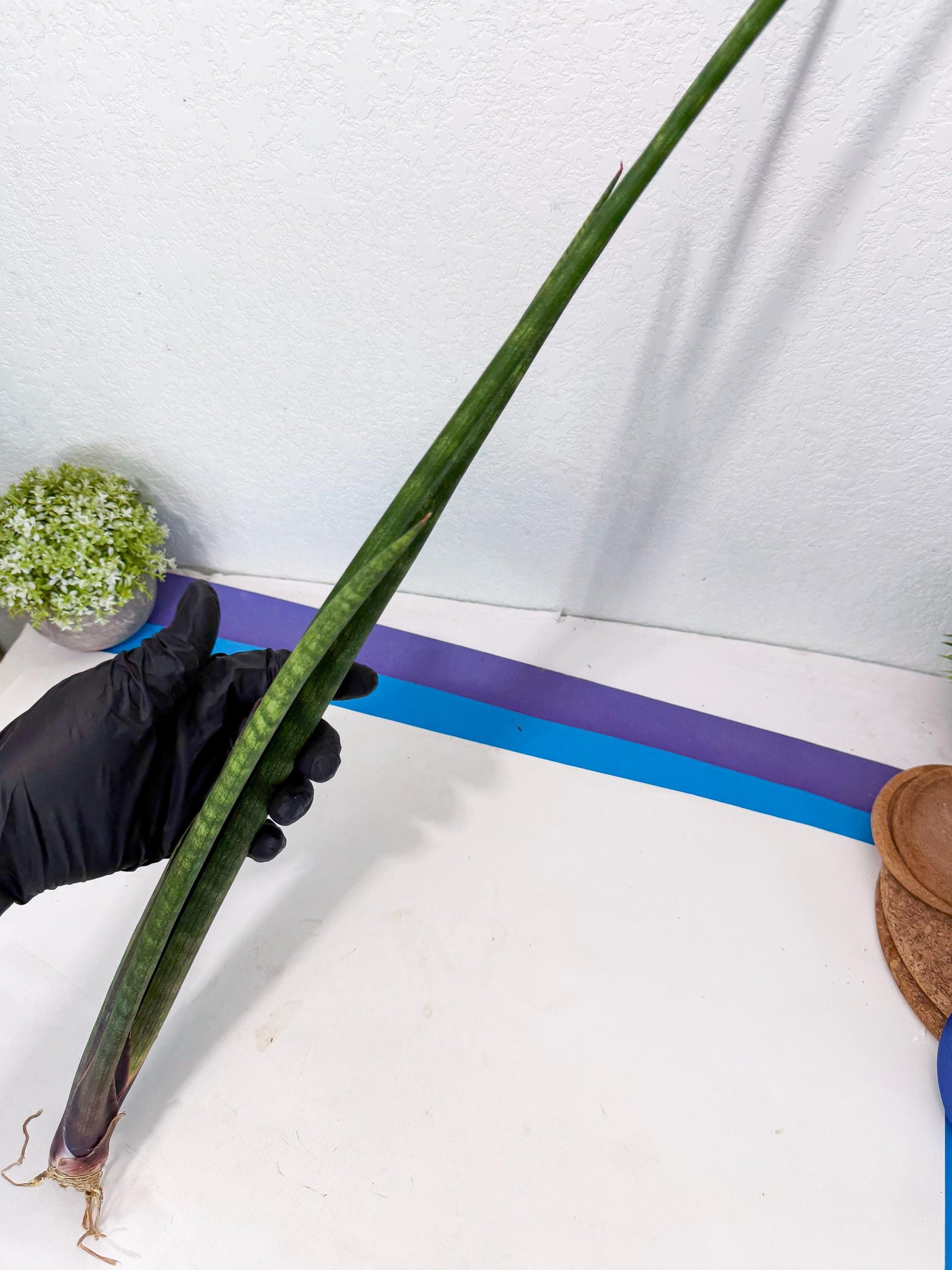 Sansevieria SinginSaru (ro) (15) | Rare -For Advanced Grower