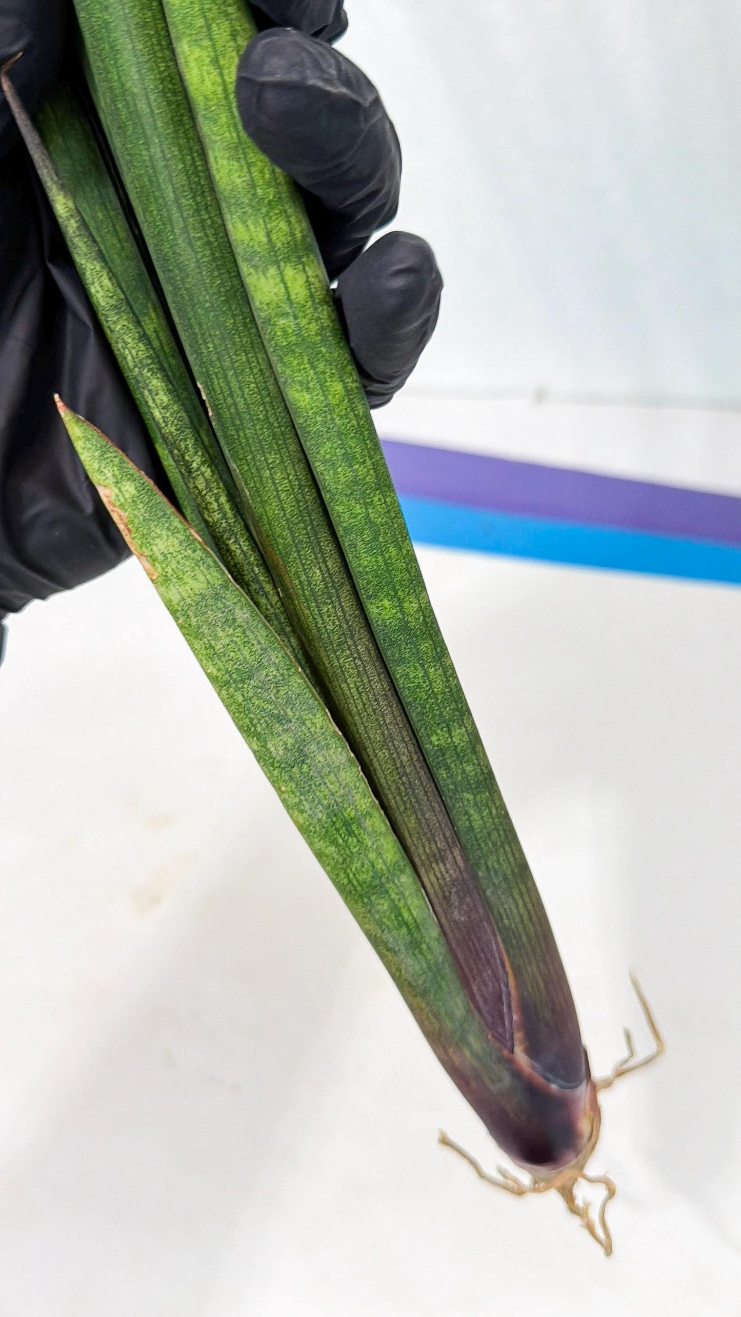 Sansevieria SinginSaru (ro) (15) | Rare -For Advanced Grower