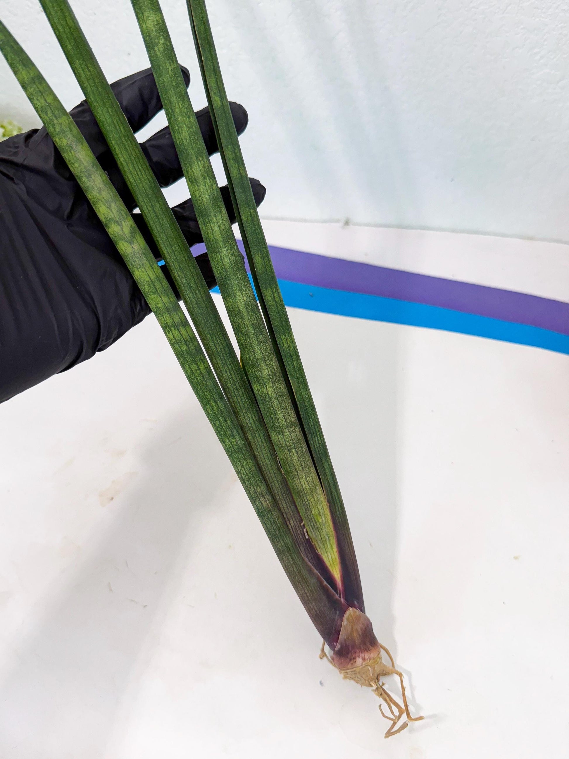 Sansevieria SinginSaru (ro) (15) | Rare -For Advanced Grower
